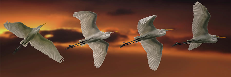 The Turn of a Great Egret Photograph by Mike Gifford