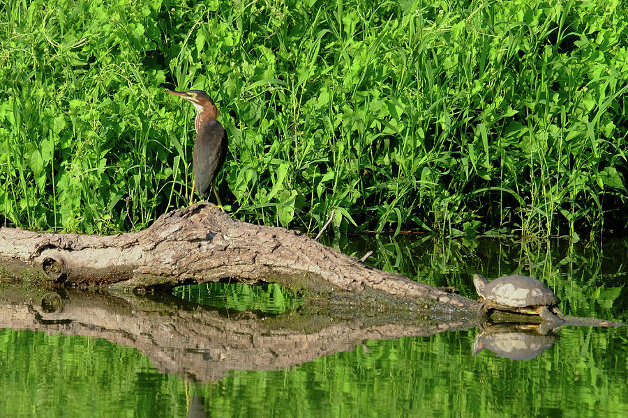 The Turtle and the Heron Photograph by Eric Hafner