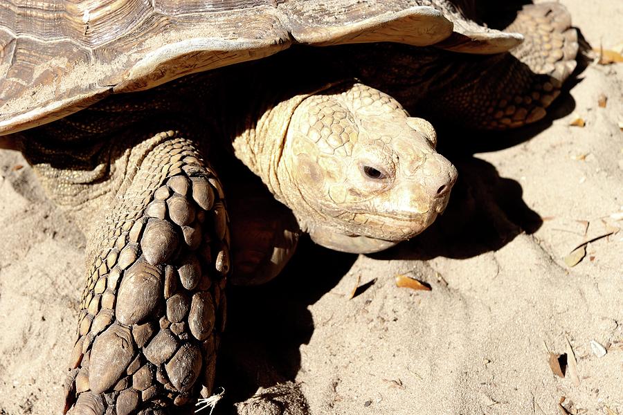 The Turtle Pyrography by Livia Adam - Fine Art America