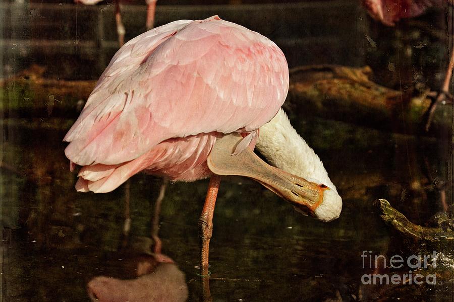 The Twisted Spoonbill Photograph by Mary Machare