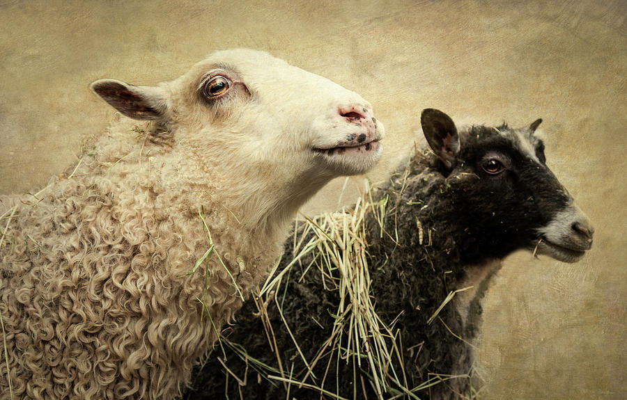 The Two of Ewe Painting by Laura Berman