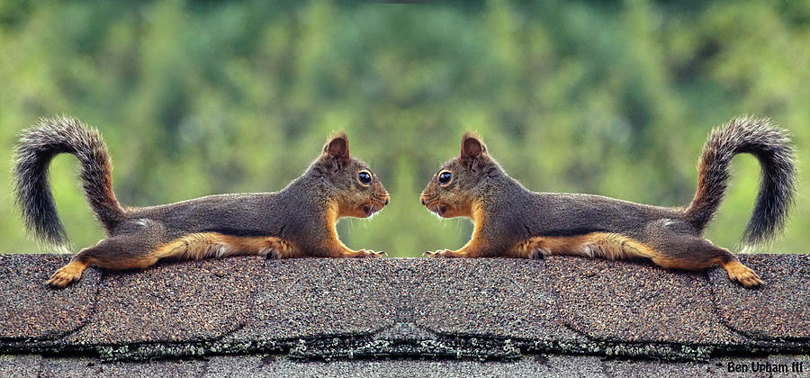 The Two Squirrel Faceoff Photograph by Ben Upham III