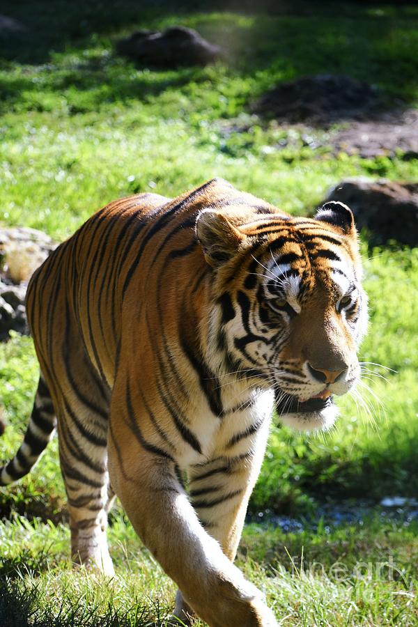 The tyger photograph by alejandro pickart