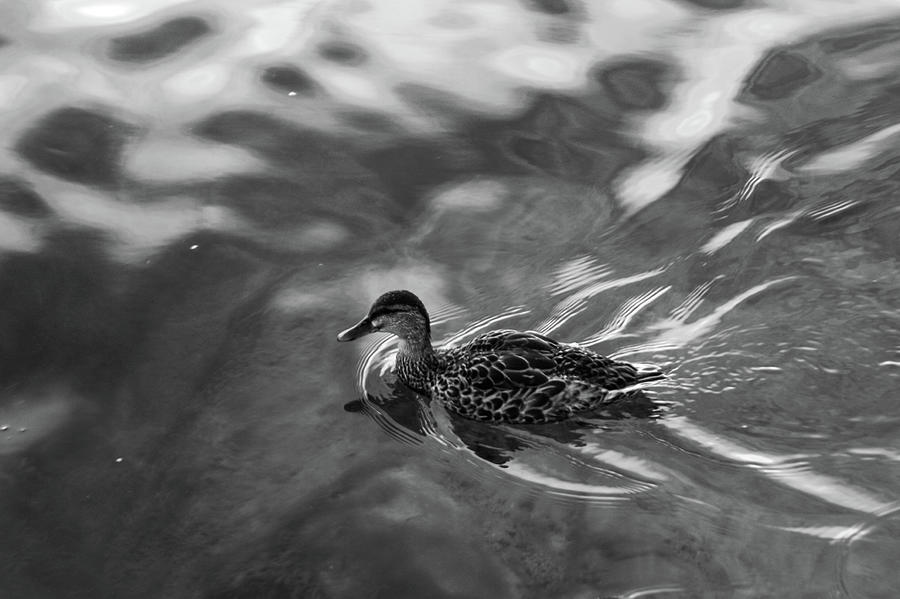 The Ugly Duckling Photograph by Matti Bassett - Fine Art America