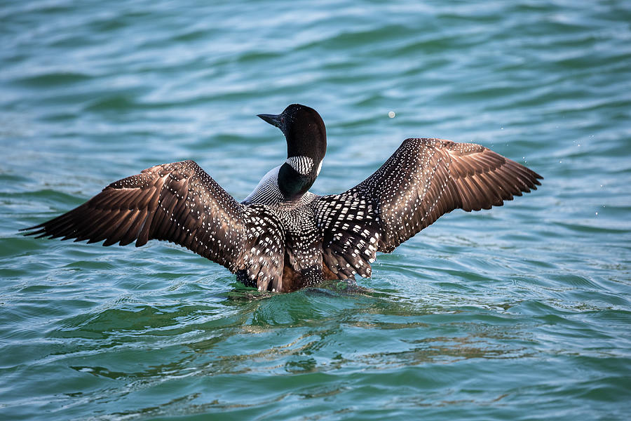 Loon Photograph - The Un-Common Loon by Penny Meyers