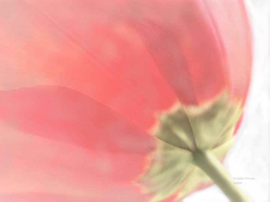 The Underside A Tulip Abstract Photograph by Angela Davies