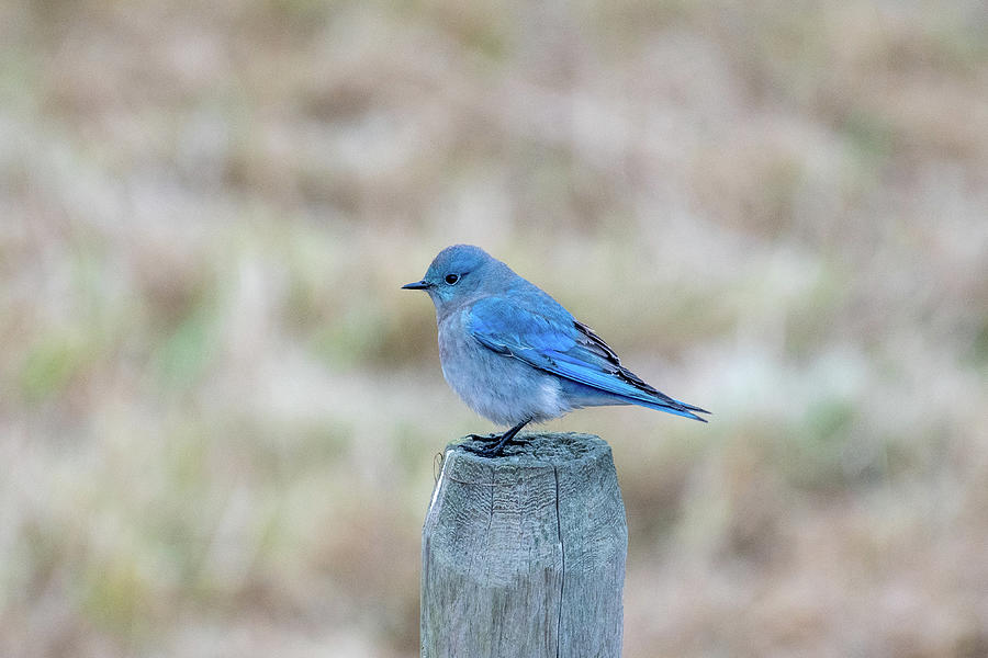 The Unexpected Mountain Bluebird  Photograph by Joan Septembre