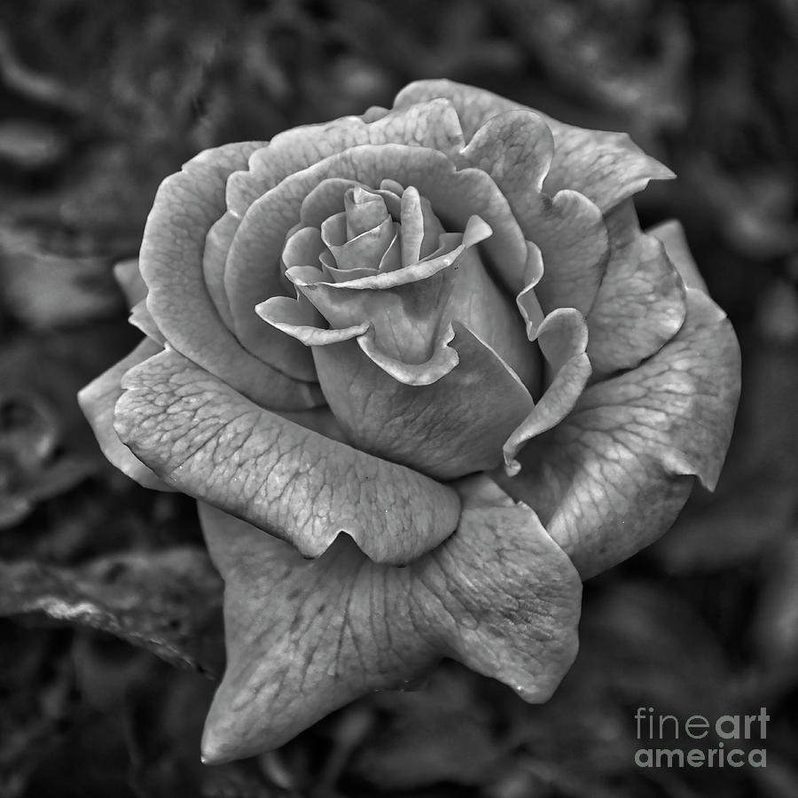 The Unfolding Of Petals Photograph by Kirt Tisdale