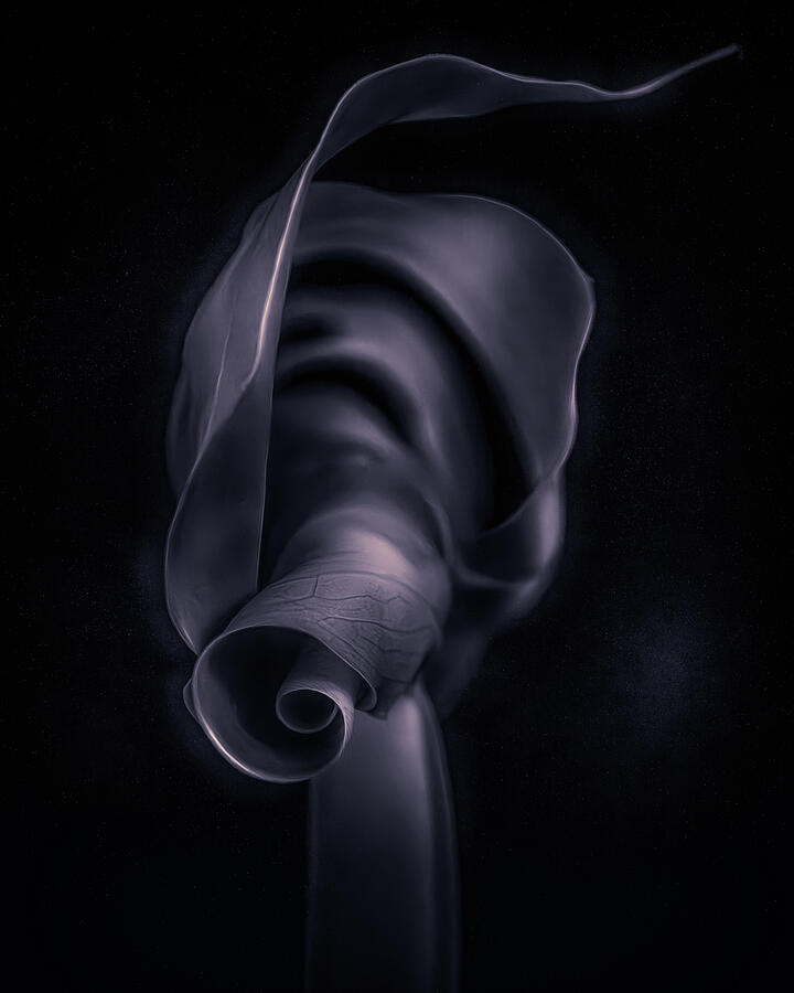 The Unfurling Photograph by Dodie Ross The Unfurling Photograph by Dodie Ross