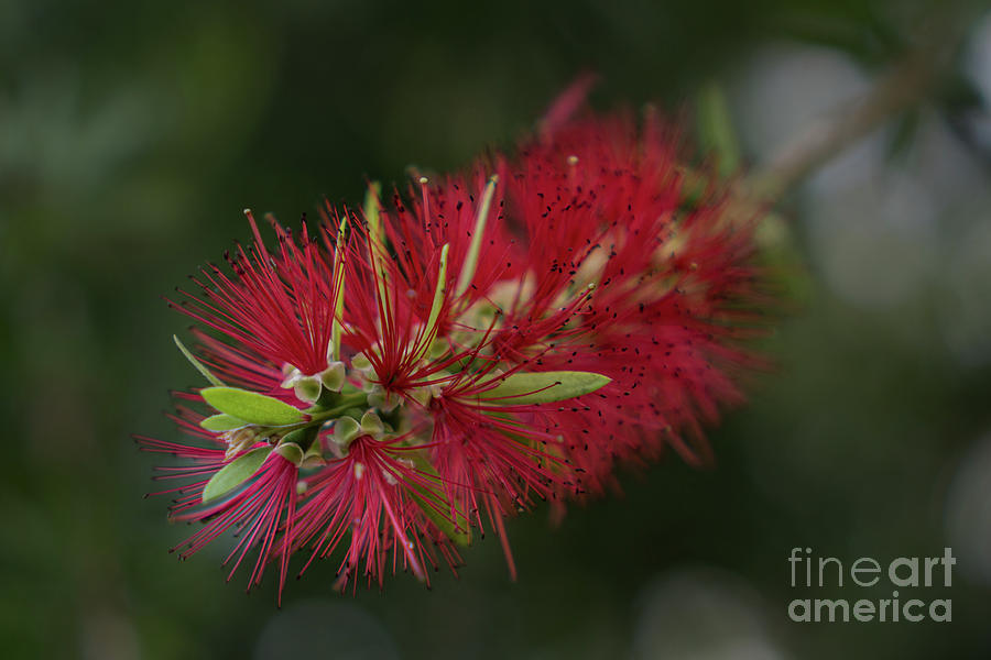 Flowers Still Life Photograph - The Unique Flower of the Bottlebrush Tree by Nancy Gleason
