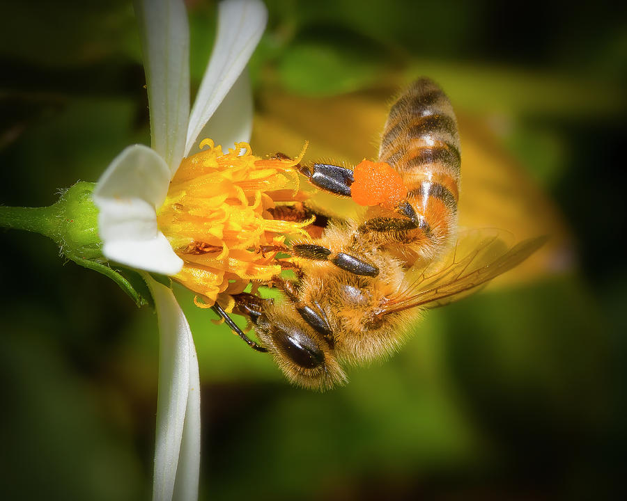 The Upside Down Honey Bee Photograph by Mark Andrew Thomas