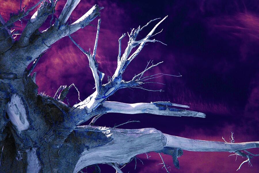 The Upturned Tree In Infrared Photograph