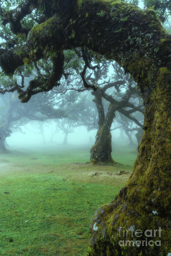 The Valley of Lost Souls - Fanal Laurel Forest of Madeira Island 24 ...