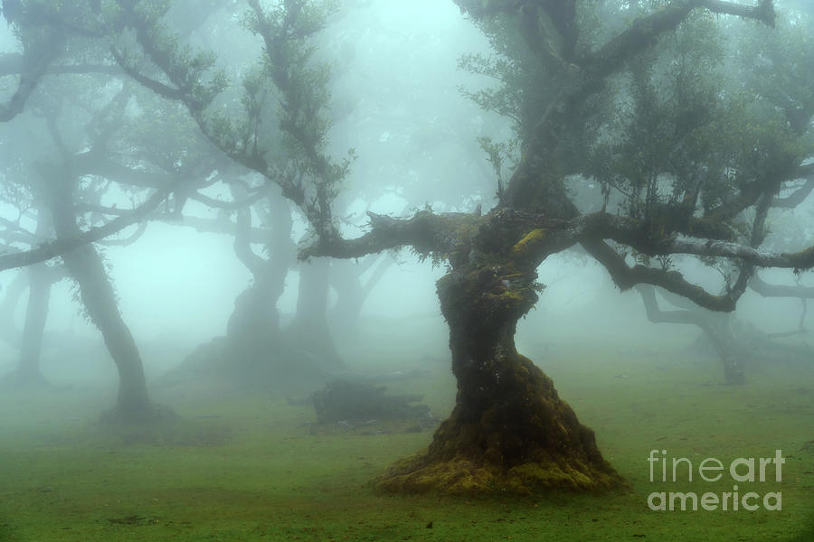 The Lord Of The Rings Photograph - The Valley of Lost Souls - Fanal Laurel Forest of Madeira Island 26 by Jenny Rainbow