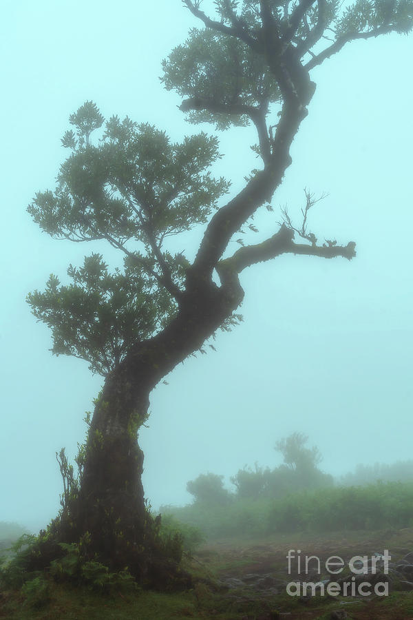 The Valley of Lost Souls - Fanal Laurel Forest of Madeira Island 3 Photograph by Jenny Rainbow The Valley of Lost Souls - Fanal Laurel Forest of Madeira Island 3 Photograph by Jenny Rainbow