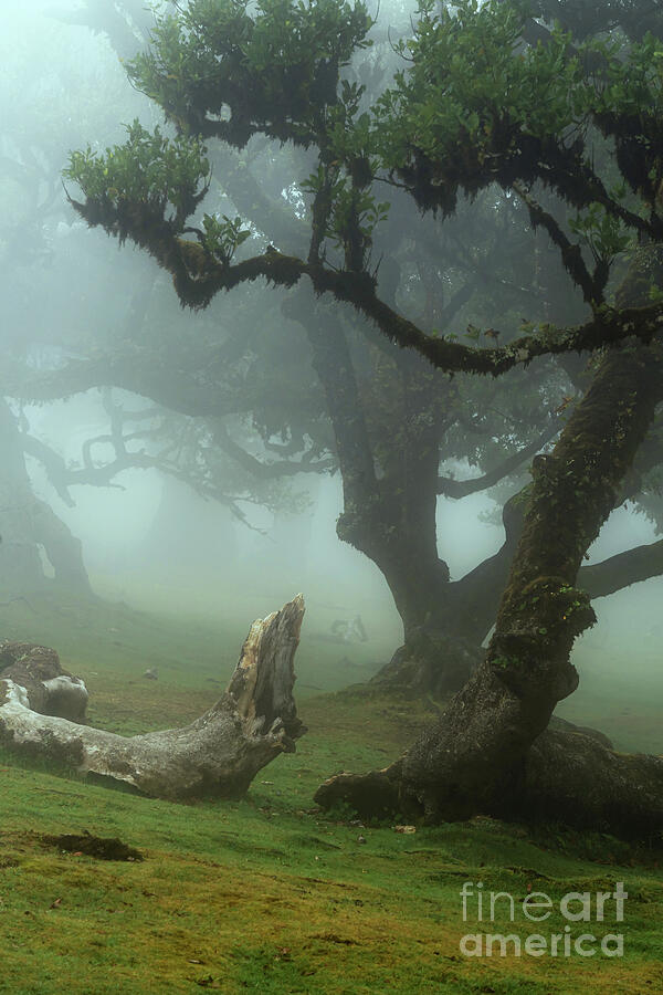 The Valley of Lost Souls - Fanal Laurel Forest of Madeira Island 59 Photograph by Jenny Rainbow The Valley of Lost Souls - Fanal Laurel Forest of Madeira Island 59 Photograph by Jenny Rainbow