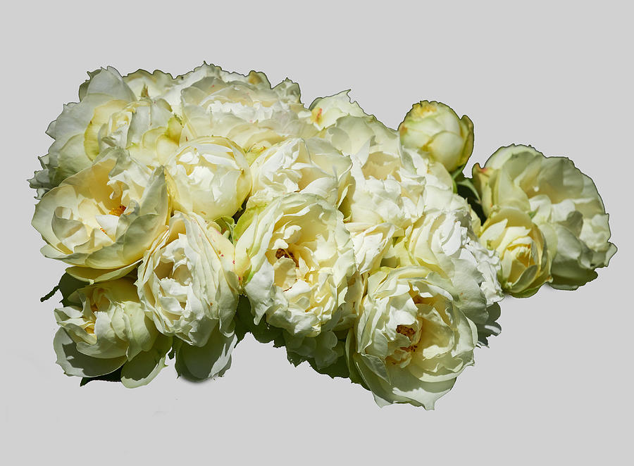 The Vanilla roses transparent Photograph by Jouko Lehto