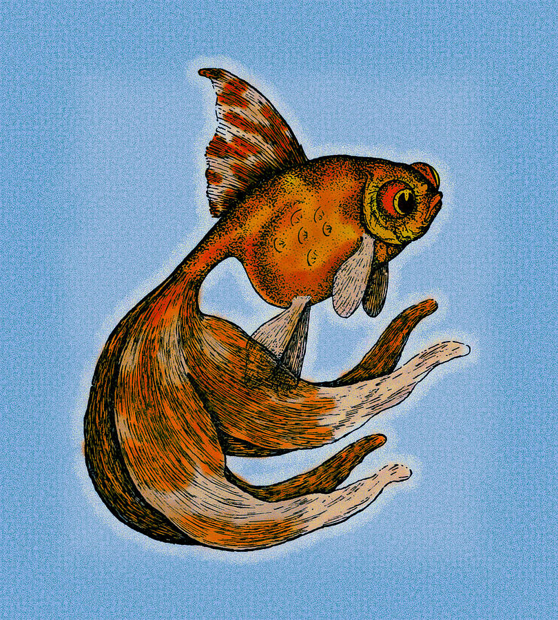 veiltail goldfish drawing