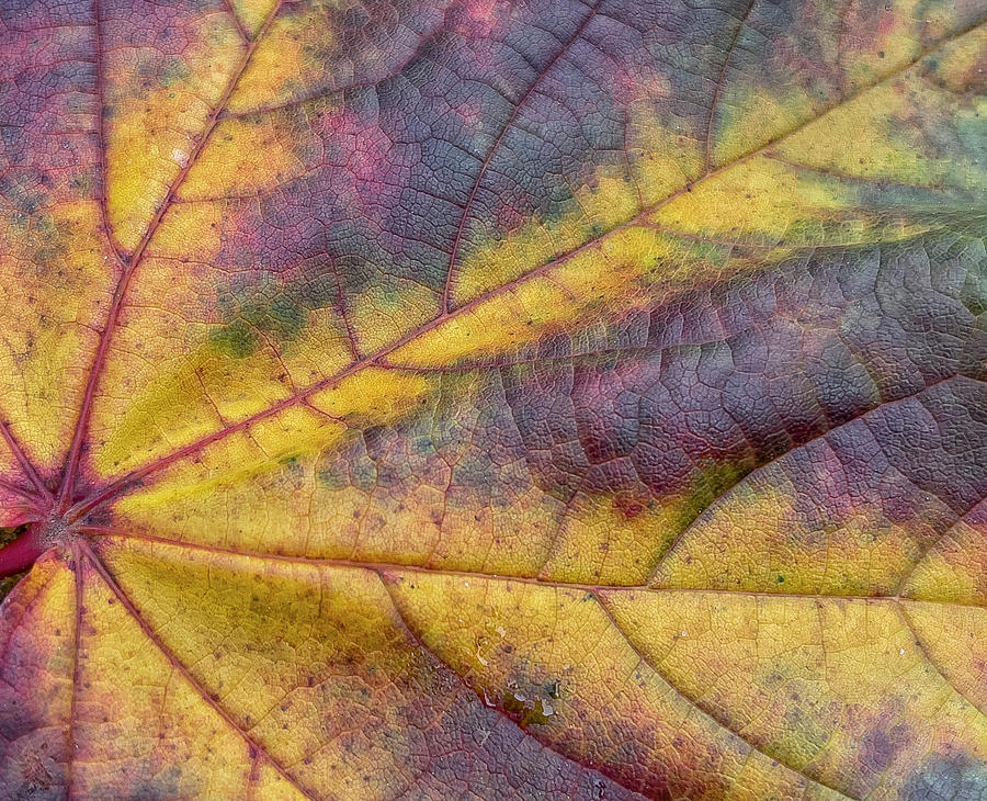 The Veins of an Autum Leaf Photograph by Cate Franklyn