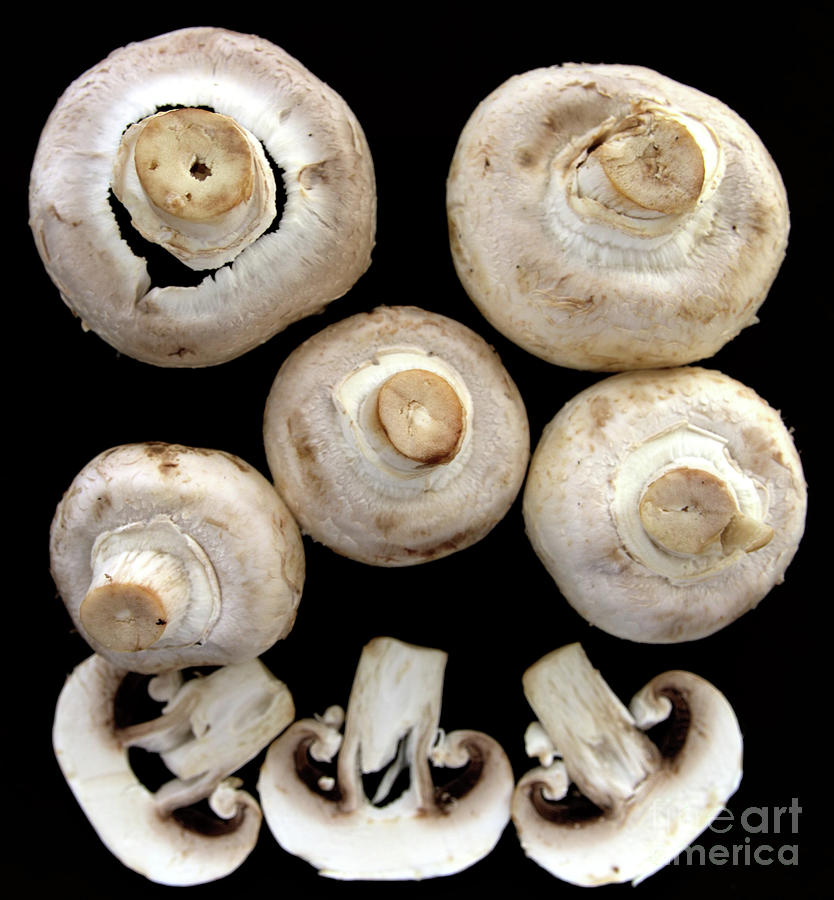 The Versatile Mushroom Photograph by Stephen Melia