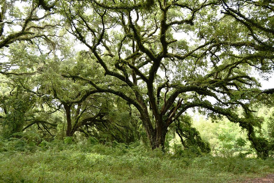 The Very Old Live Oak Tree Photograph by Roy Erickson - Fine Art America