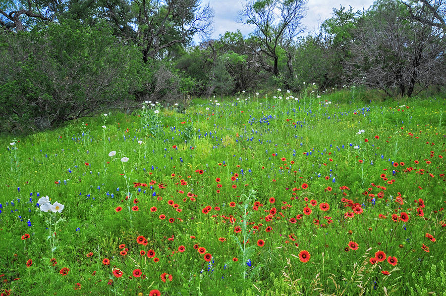 The Vibrance of Spring in the Hill Country Photograph by Lynn Bauer