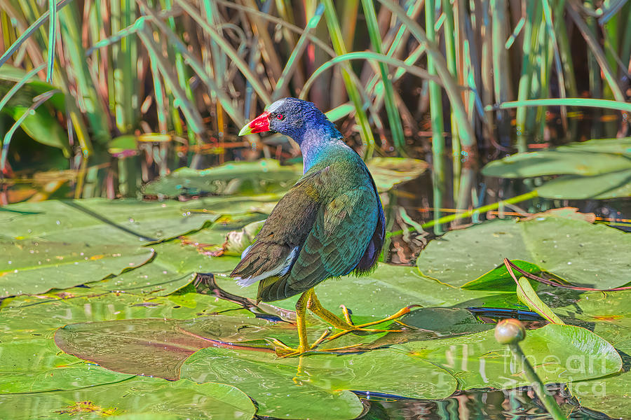 The Vibrant Gallinule Photograph by Judy Kay