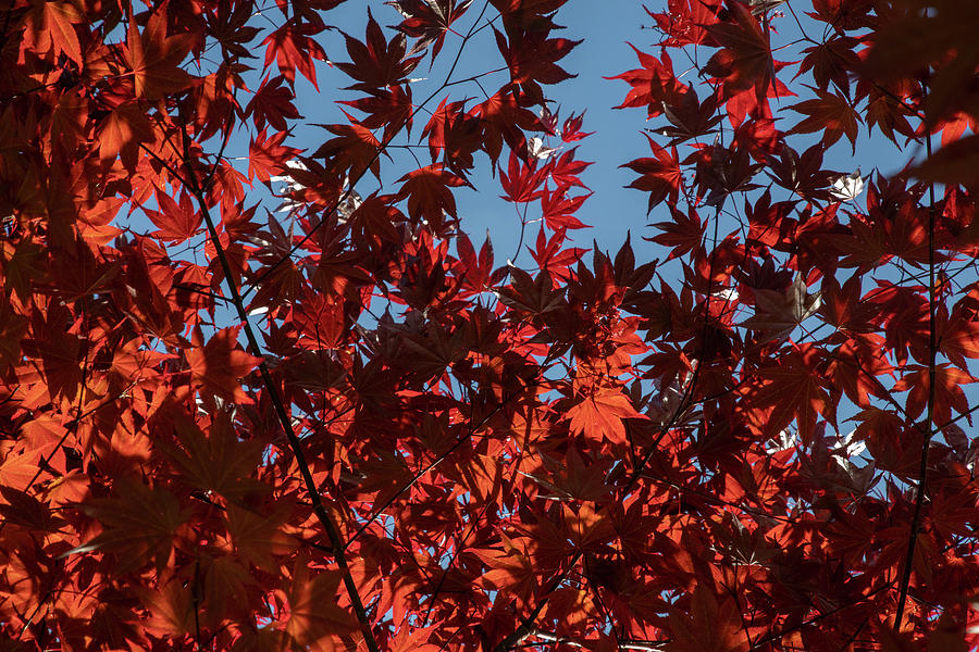 The View From Under The Maple Photograph