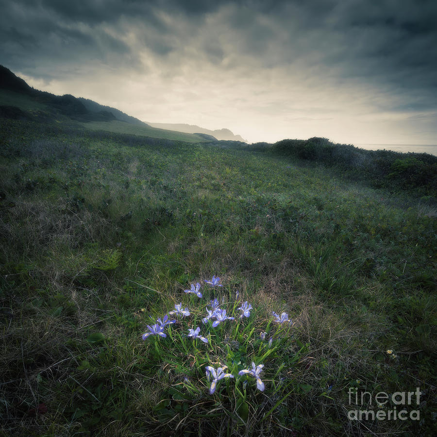 The view with wild Irises Photograph by Masako Metz