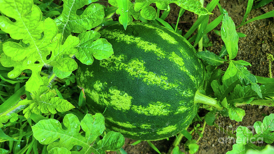 The Vine Line Photograph by Shelly Crutchley Fine Art America
