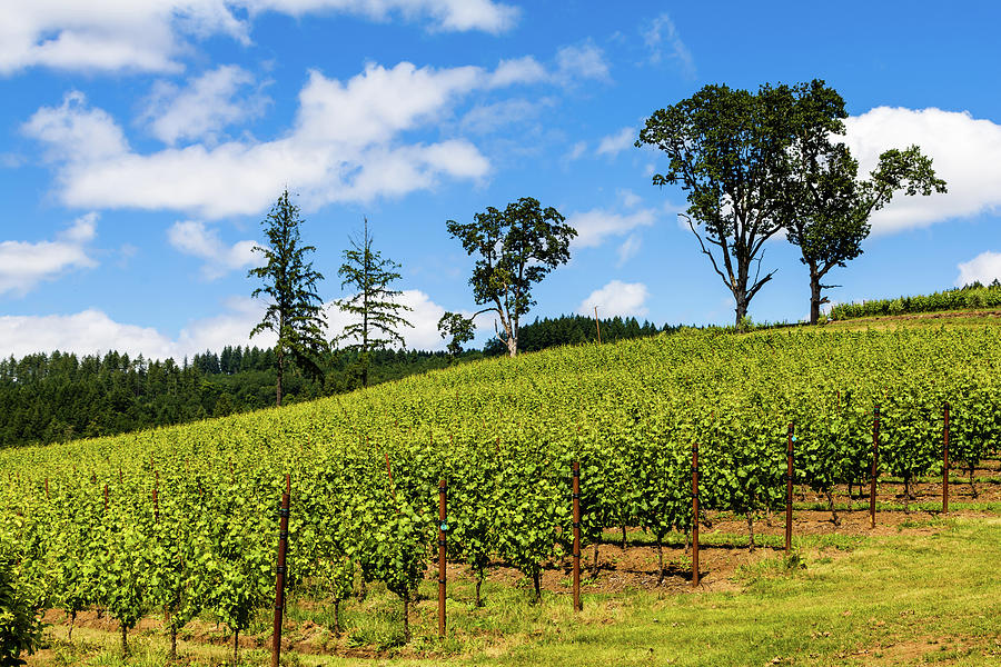 The Vines, Willamette Valley, Oregon Photograph by Aashish Vaidya
