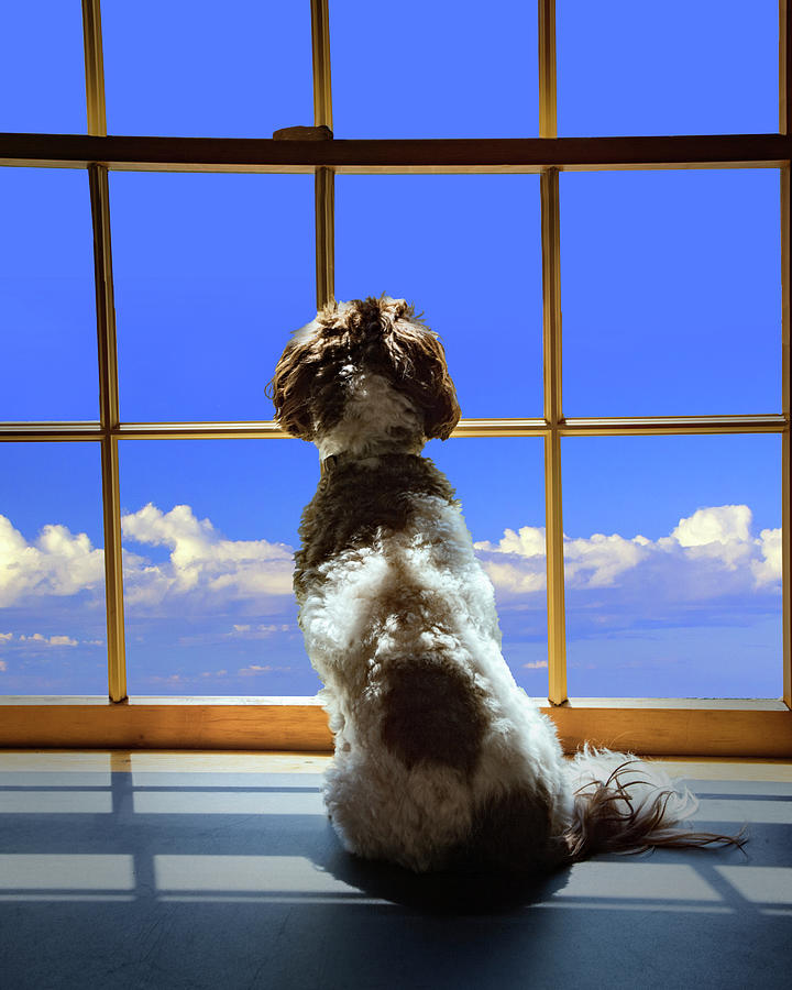 The Waiting, Dog Looking Out The Window Photograph
