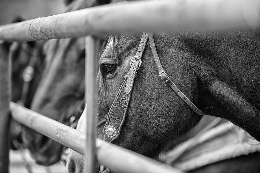 Horse Photograph - The Waiting Game by Ryan Courson