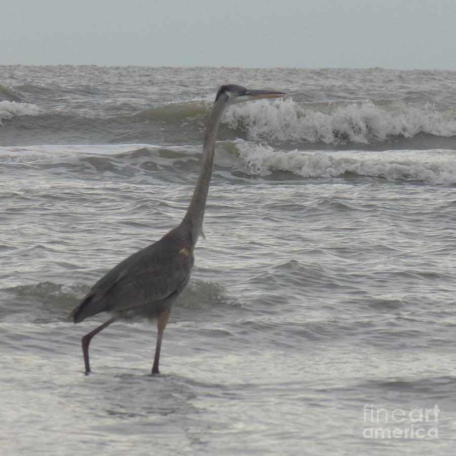 Bird Collection The Walk Photograph By Joshua Schroeder - Fine Art America