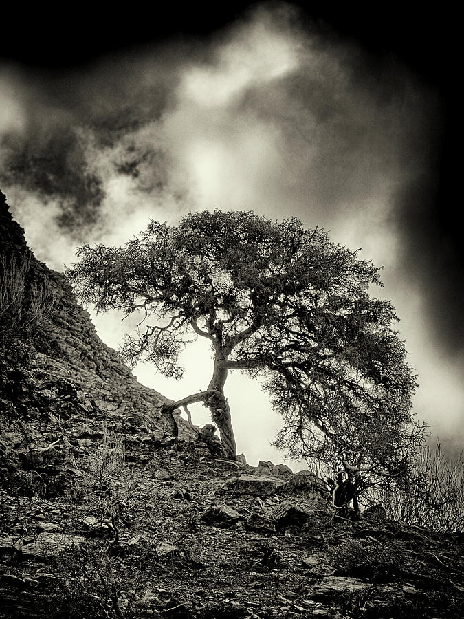 The Walking Tree Photograph by Ron Dubin