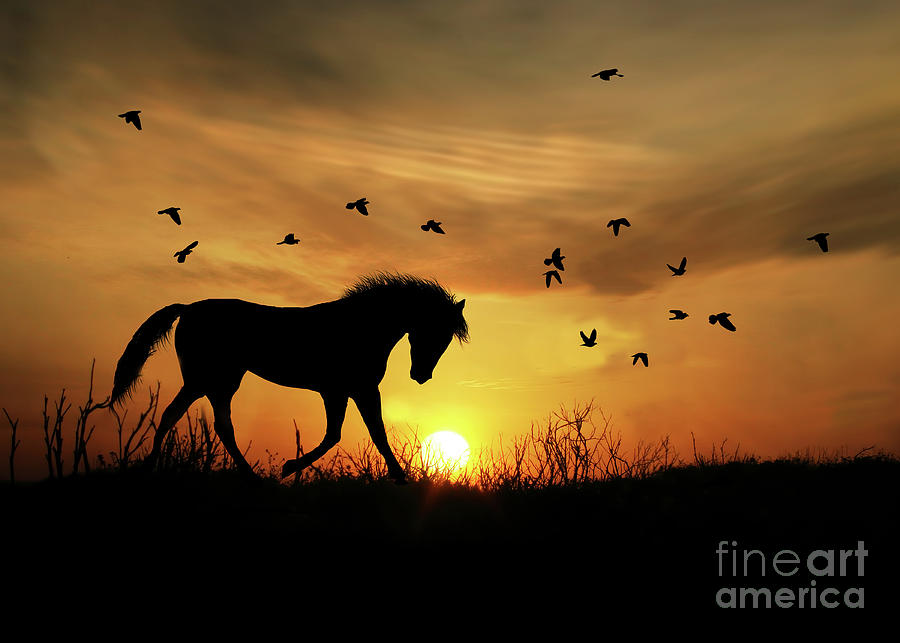 The Waltz A Trotting Horse At Sunset Photograph By Stephanie Laird