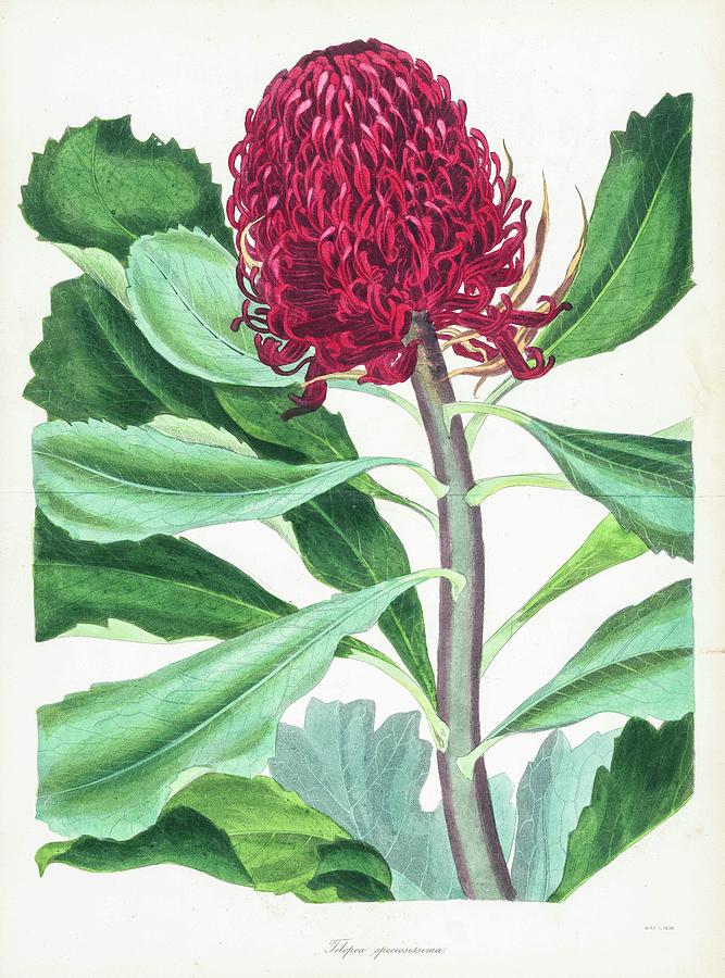 The Waratah, 1838 Photograph by Joseph Paxton - Fine Art America