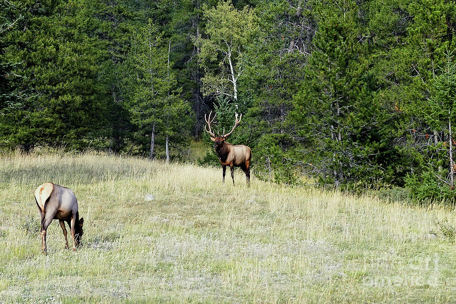 The Warden - Bull Elk and Cow - Canada Photograph by Paolo Signorini