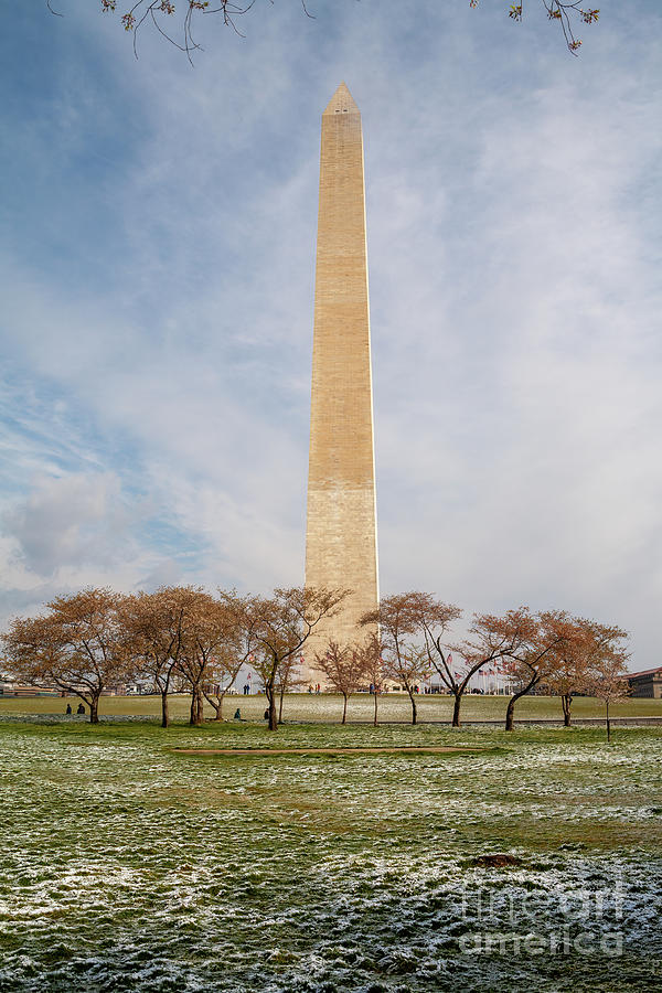 The Washington Monument in Washington DC, with cherry blossoms a Photograph by William Kuta
