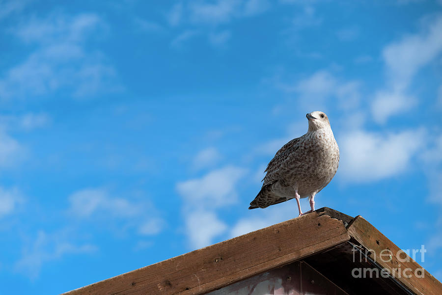The Watchful Gull Photograph by Daniel M Walsh