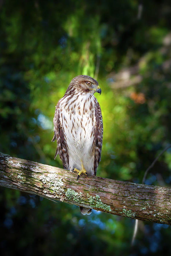 The Watchful Hawk Photograph by Mark Andrew Thomas