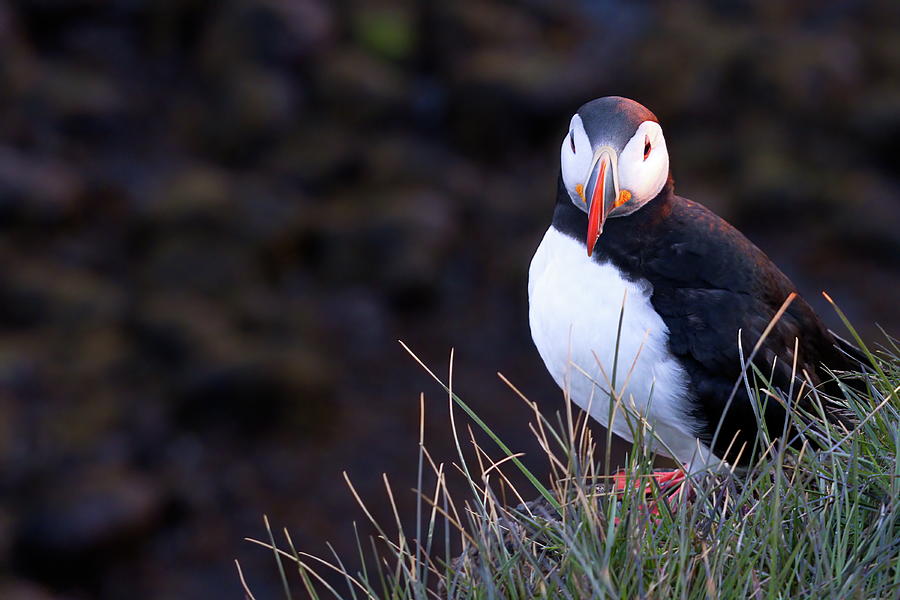 The watchful puffin Photograph by Christopher Mathews