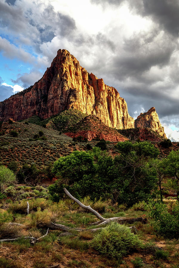 The Watchman Photograph by Andrew Pacheco