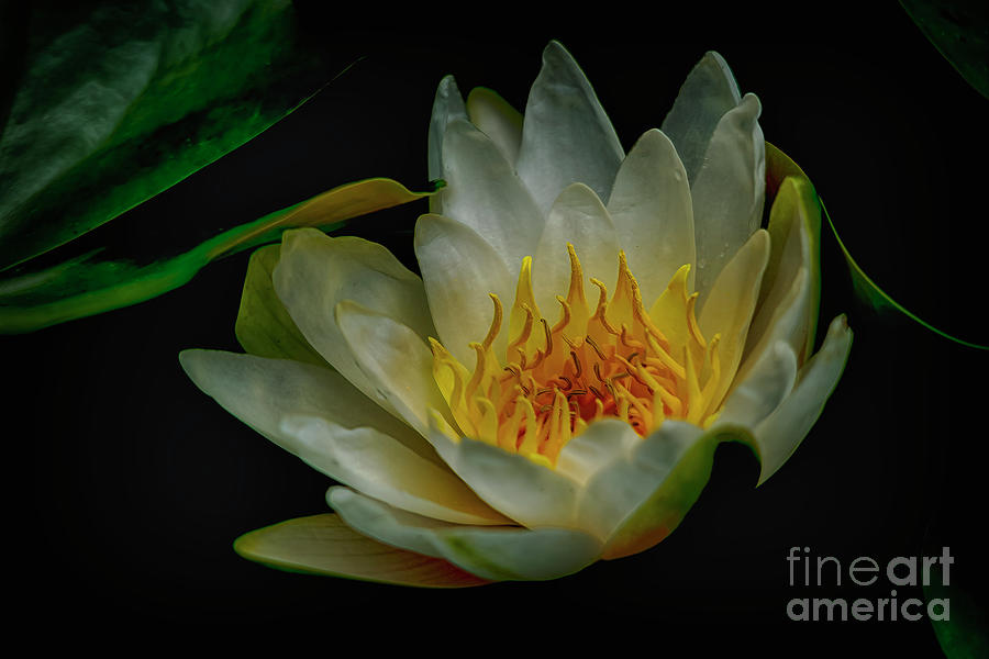 The Water Lily Photograph by Janice Pariza