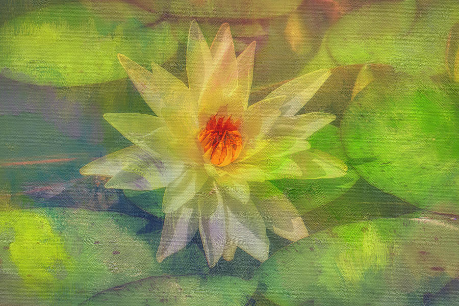 The Water Lily Photograph by Penny Polakoff
