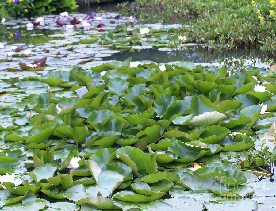 The Water Lily Pond Photograph By Michael Collins Fine Art America   The Water Lily Pond Michael Collins 