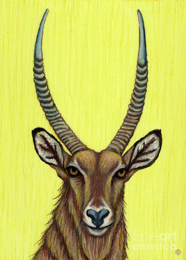 The Waterbuck  Painting by Amy E Fraser