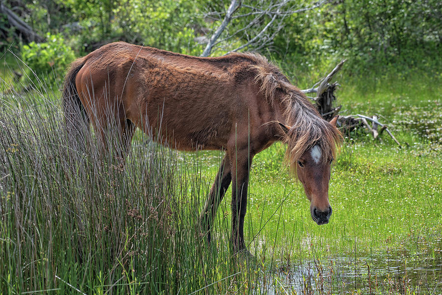 The Watering Hole Photograph by Fon Denton