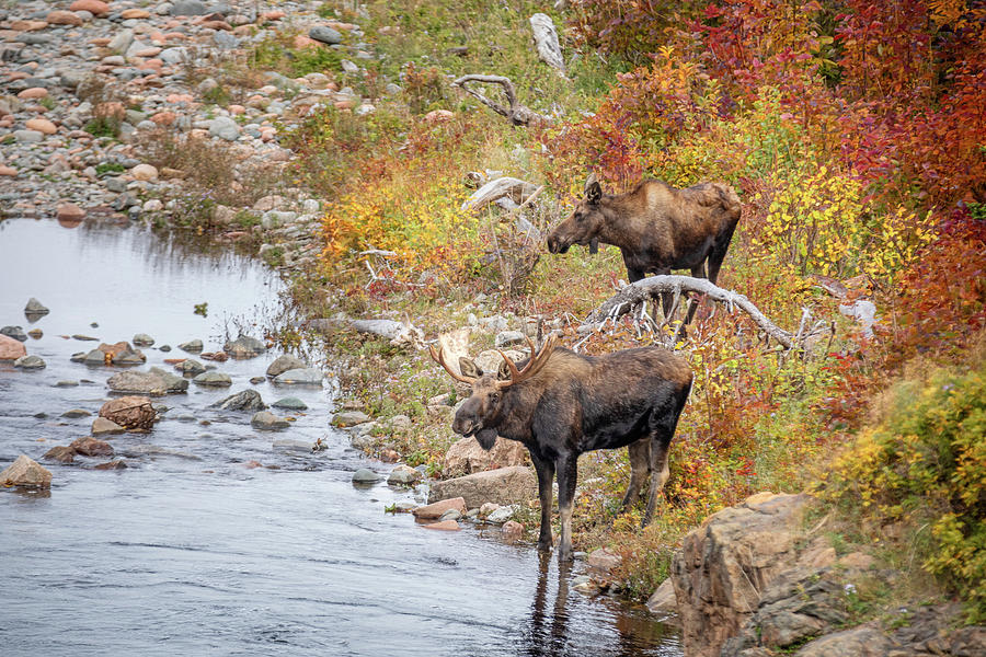 The Watering Hole Photograph by Manpreet Sokhi The Watering Hole Photograph by Manpreet Sokhi