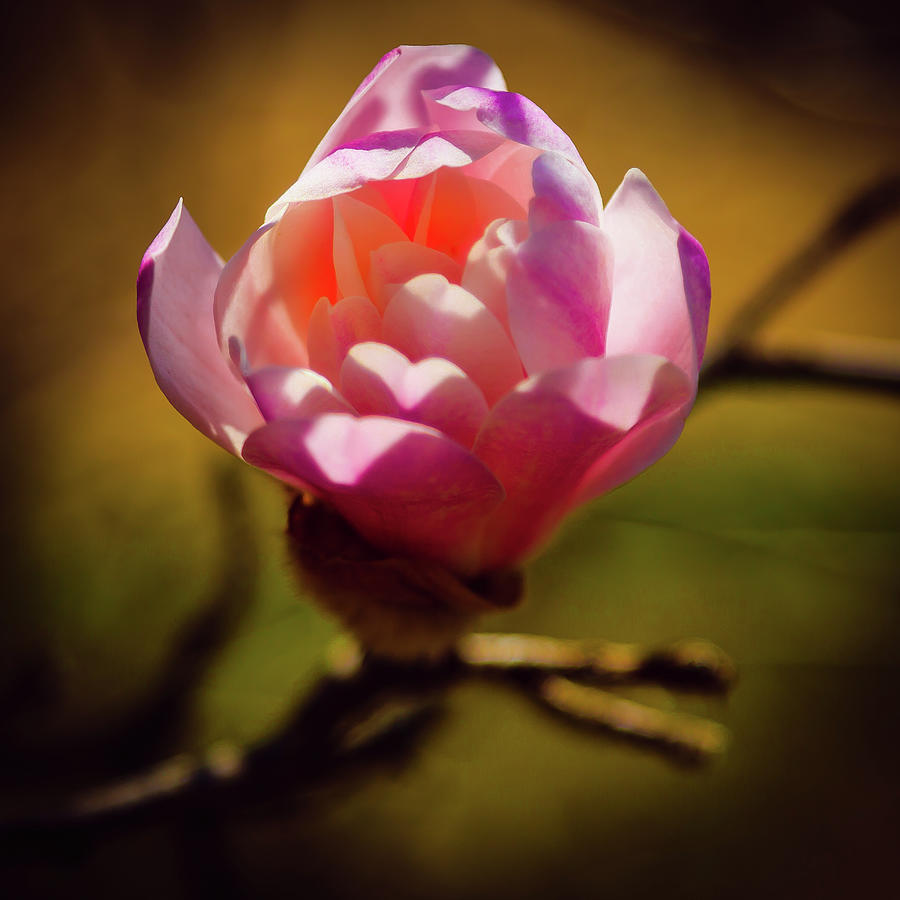 The Waterlily Magnolia Blossom Photograph by David Patterson